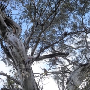 Callocephalon fimbriatum at Hughes, ACT - 29 Oct 2020