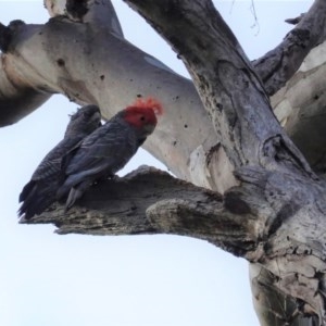 Callocephalon fimbriatum at Hughes, ACT - 29 Oct 2020