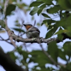 Myiagra cyanoleuca (Satin Flycatcher) at Acton, ACT - 30 Oct 2020 by RodDeb