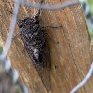 Atrapsalta sp. (genus) at Black Range, NSW - 31 Oct 2020