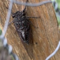 Atrapsalta sp. (genus) (Unidentified bark squeaker) at Black Range, NSW - 31 Oct 2020 by StephH