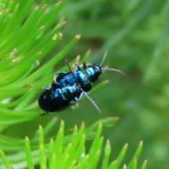 Altica sp. (genus) (Flea beetle) at ANBG - 30 Oct 2020 by RodDeb