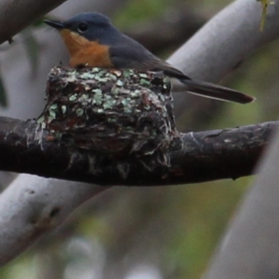 Myiagra rubecula (Leaden Flycatcher) at MTR591 at Gundaroo - 31 Oct 2020 by MaartjeSevenster