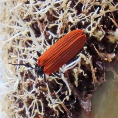 Porrostoma sp. (genus) (Lycid, Net-winged beetle) at ANBG - 30 Oct 2020 by RodDeb