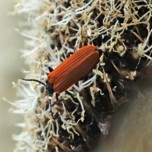 Porrostoma sp. (genus) at Acton, ACT - 30 Oct 2020