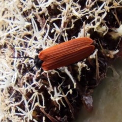 Porrostoma sp. (genus) at Acton, ACT - 30 Oct 2020