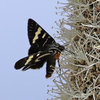 Phalaenoides glycinae (Grapevine Moth) at ANBG - 30 Oct 2020 by RodDeb