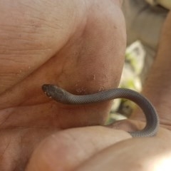 Demansia psammophis (Yellow-faced Whipsnake) at Stromlo, ACT - 28 Apr 2020 by Darren