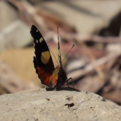 Vanessa itea (Yellow Admiral) at ANBG - 30 Oct 2020 by RodDeb