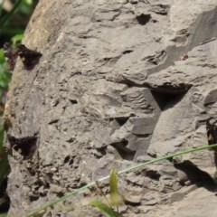 Vanessa itea at Acton, ACT - 30 Oct 2020 12:29 PM