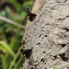 Vanessa itea at Acton, ACT - 30 Oct 2020 12:29 PM