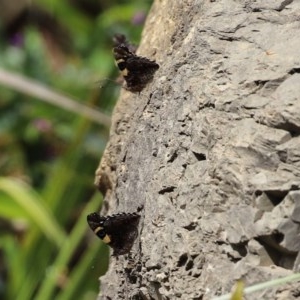 Vanessa itea at Acton, ACT - 30 Oct 2020