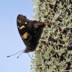 Vanessa itea at Acton, ACT - 30 Oct 2020