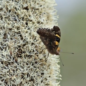 Vanessa itea at Acton, ACT - 30 Oct 2020 12:29 PM