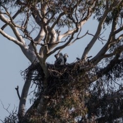 Aquila audax (Wedge-tailed Eagle) at Harrison, ACT - 25 Oct 2020 by dannymccreadie