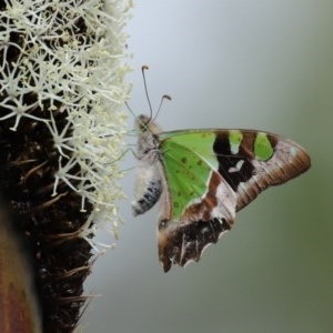 Graphium macleayanum at Acton, ACT - 30 Oct 2020 12:28 PM