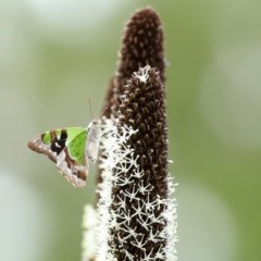 Graphium macleayanum at Acton, ACT - 30 Oct 2020 12:28 PM