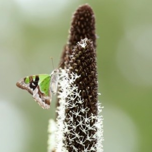 Graphium macleayanum at Acton, ACT - 30 Oct 2020 12:28 PM