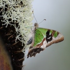 Graphium macleayanum at Acton, ACT - 30 Oct 2020 12:28 PM