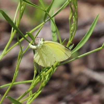 Eurema smilax (Small Grass-yellow) at ANBG - 30 Oct 2020 by RodDeb