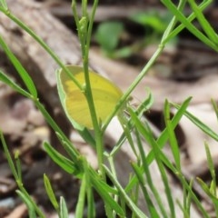 Eurema smilax at Acton, ACT - 30 Oct 2020