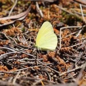 Eurema smilax at Acton, ACT - 30 Oct 2020