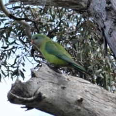 Polytelis swainsonii (Superb Parrot) at Red Hill to Yarralumla Creek - 29 Oct 2020 by JackyF