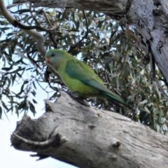 Polytelis swainsonii (Superb Parrot) at Hughes Grassy Woodland - 29 Oct 2020 by JackyF