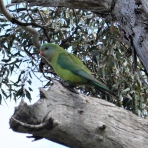 Polytelis swainsonii at Hughes, ACT - suppressed