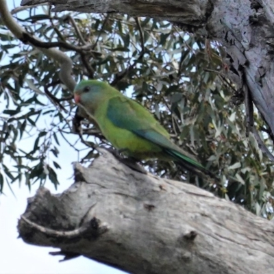 Polytelis swainsonii (Superb Parrot) at Red Hill to Yarralumla Creek - 29 Oct 2020 by JackyF