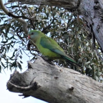 Polytelis swainsonii (Superb Parrot) at Hughes Grassy Woodland - 29 Oct 2020 by JackyF