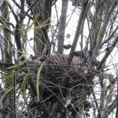 Ocyphaps lophotes (Crested Pigeon) at Red Hill to Yarralumla Creek - 29 Oct 2020 by JackyF