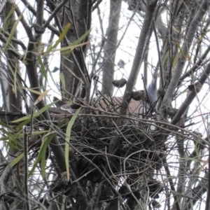 Ocyphaps lophotes at Hughes, ACT - 29 Oct 2020