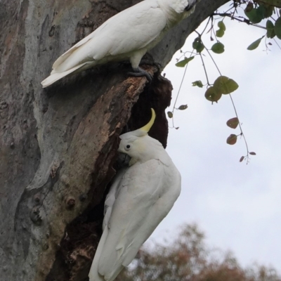 Cacatua galerita (Sulphur-crested Cockatoo) at GG229 - 29 Oct 2020 by JackyF