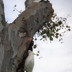 Cacatua galerita at Hughes, ACT - 29 Oct 2020