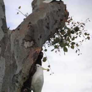 Cacatua galerita at Hughes, ACT - 29 Oct 2020 03:58 PM