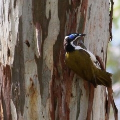 Entomyzon cyanotis (Blue-faced Honeyeater) at Wodonga, VIC - 30 Oct 2020 by Kyliegw