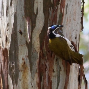Entomyzon cyanotis at Wodonga, VIC - 31 Oct 2020 09:30 AM