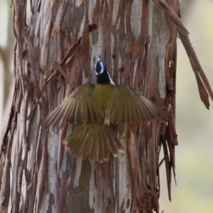 Entomyzon cyanotis at Wodonga, VIC - 31 Oct 2020