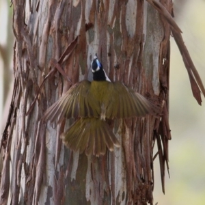 Entomyzon cyanotis at Wodonga, VIC - 31 Oct 2020 09:30 AM