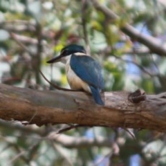 Todiramphus sanctus (Sacred Kingfisher) at Springdale Heights, NSW - 30 Oct 2020 by PaulF