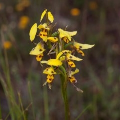 Diuris sulphurea (Tiger Orchid) at Murrumbateman, NSW - 31 Oct 2020 by SallyandPeter