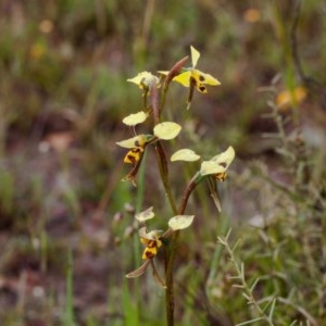 Diuris sulphurea at Murrumbateman, NSW - 31 Oct 2020