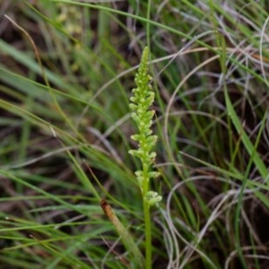 Microtis sp. at Murrumbateman, NSW - suppressed