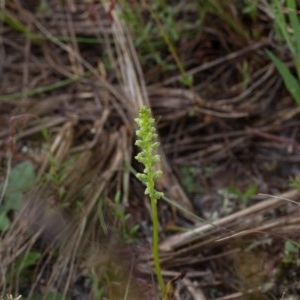 Microtis sp. at Murrumbateman, NSW - suppressed