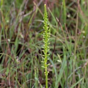 Microtis sp. at Murrumbateman, NSW - suppressed