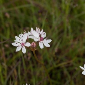 Burchardia umbellata at Murrumbateman, NSW - 31 Oct 2020 04:15 PM