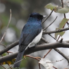 Myiagra cyanoleuca (Satin Flycatcher) at Lions Youth Haven - Westwood Farm A.C.T. - 30 Oct 2020 by HelenCross