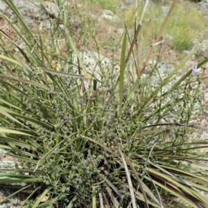 Lomandra multiflora at Cook, ACT - 30 Oct 2020 11:57 AM