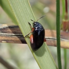 Arsipoda holomelaena (Red-legged flea beetle) at Mount Painter - 30 Oct 2020 by CathB